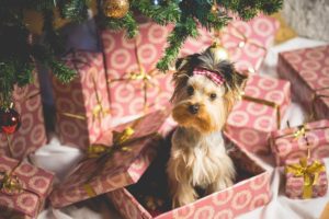 Подарки на Новый год 2018, Подарки на Новый год 2018 Собаки, собака в подарочной коробке