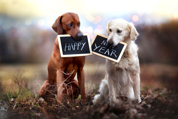 Новый год 2018 как отметить, как отметить новый год собаки, что приготовить на новый год собаки, в чем отмечать новый год собаки