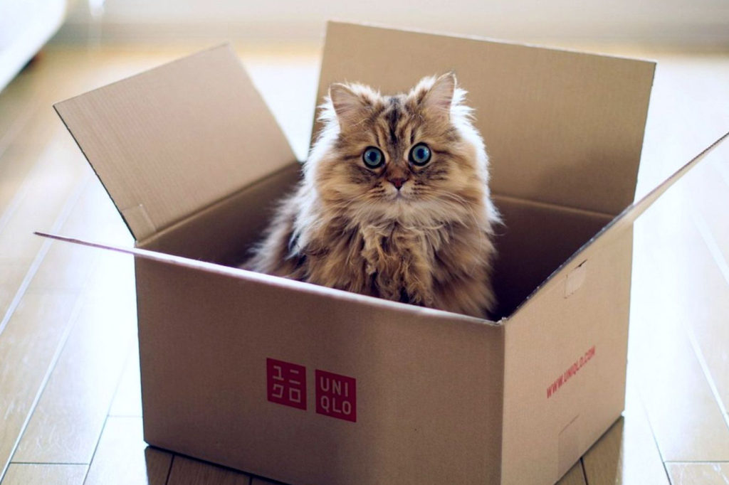 Переезд кот, Переезд - зло, как лучше перевозить вещи при переезде, кот в коробке