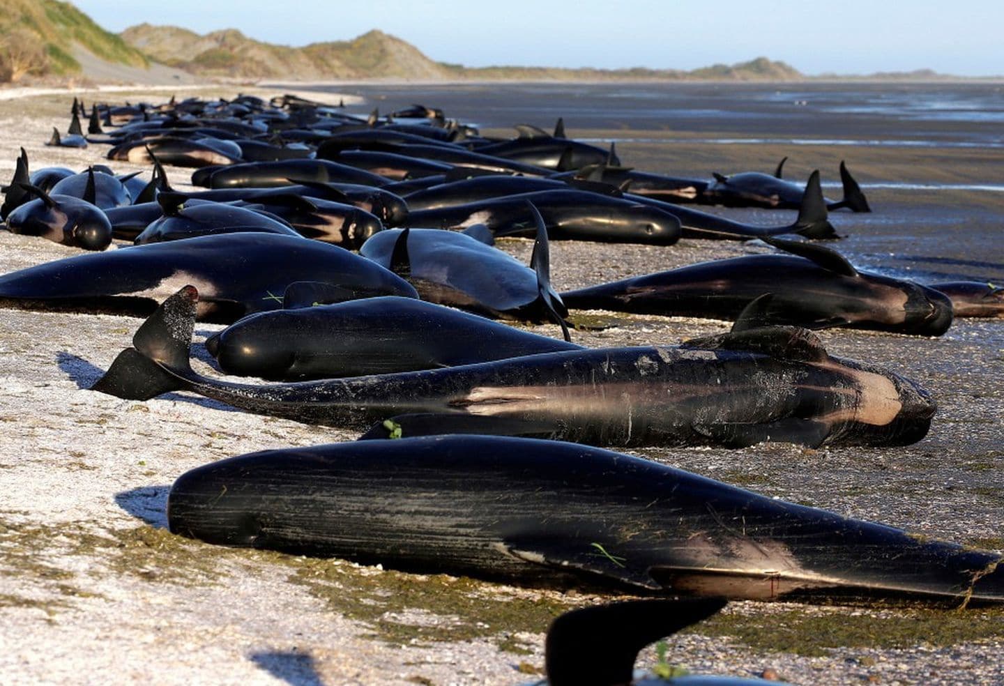 Почему киты склонны к суициду?