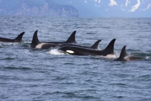 killer-whales-scaled